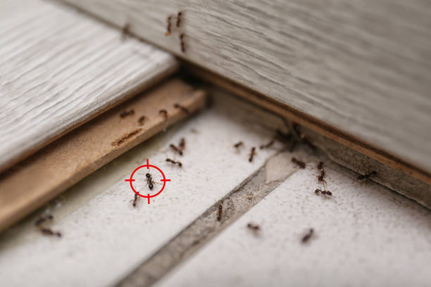 Best Pest Removal Services  in Winters, TX