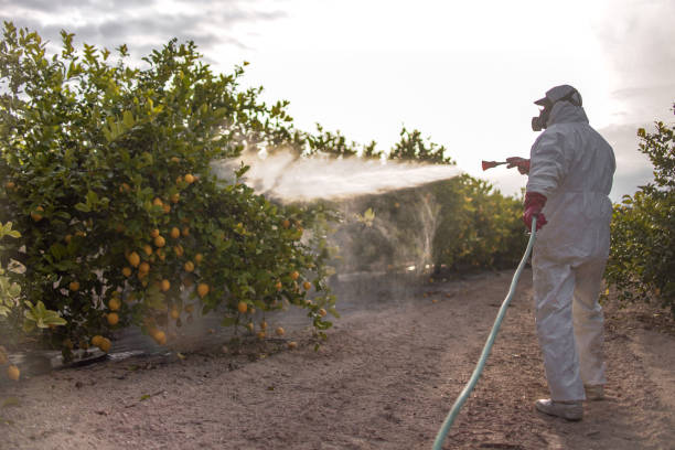 Flea Control Services in Winters, TX
