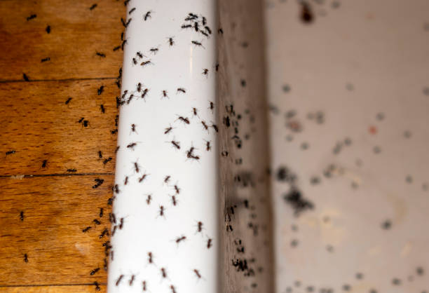 Best Residential Pest Control  in Winters, TX