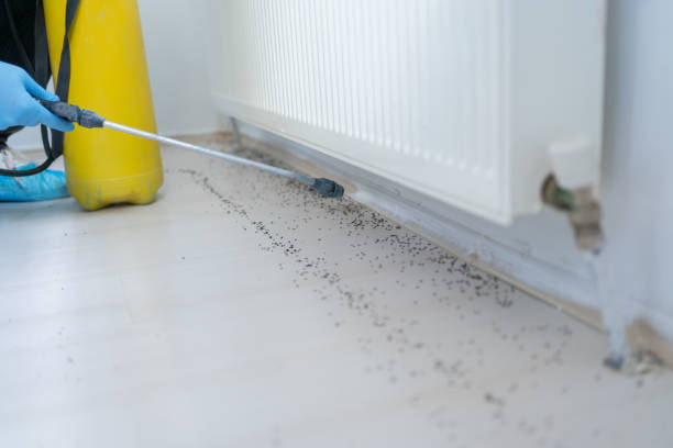 Best Spider Control Near Me  in Winters, TX
